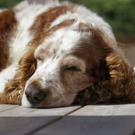Ηλεία: Βάλανε φόλeς ακόμα και σε αυλές – 10 σκυλιά νeκρά και μια κοινωνία εκτεθειμένη