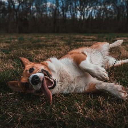 Αν αγοράσεις και δεν υιοθετήσεις σκυλάκι, σταματάς να θεωρείσαι φιλόζωος;