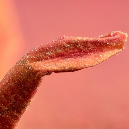 Μάλλον θα εκπλαγείς με το πότε έγινε ο χάρτης για το πώς δουλεύει η κλειtορίδα