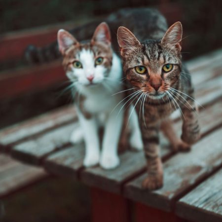 Οι γάτες μας θεωρούν τα 