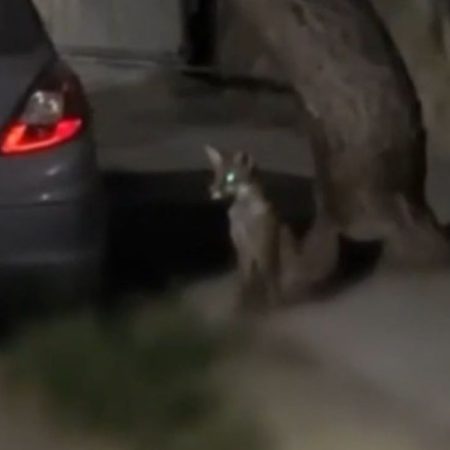 Στο Αιγάλεω κυκλοφορούν αλεπούδες που ψάχνουν για φαγητό