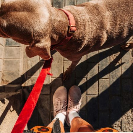 Από το 2026 στην Ιταλία, οι σκύλοι (οι ιδιοκτήτες τους δηλ.)  θα πληρώνουν φόρο