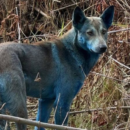 Τι φάση με τους μπλε σκύλους που εμφανίστηκαν στη ζώνη αποκλεισμού του Τσερνόμπιλ;