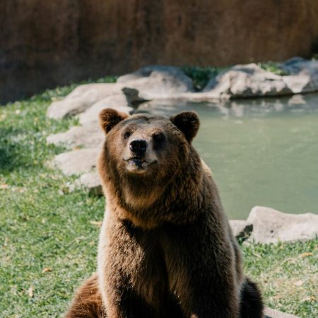 Αρκουδάκι διέσχισε ολόκληρη τη λίμνη Πολυφύτου κι ευτυχώς τα κατάφερε (vid)