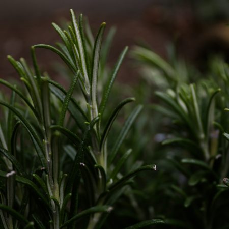 Εντωμεταξύ μπουζουριάσανε παππού επειδή έκοψε ένα κλαδάκι δενδρολίβανο από νοσοκομείο