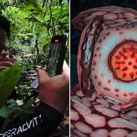 Βιολόγος ξεσπά σε κλάματα επειδή βρήκε ένα από τα σπανιότερα λουλούδια του κόσμου