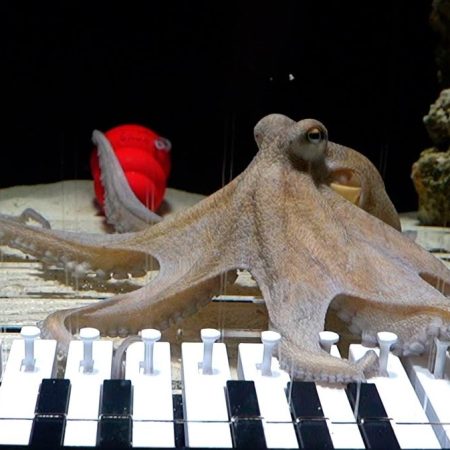 Όταν ένας Σουηδός έμαθε στο χταπόδι του να παίζει πιάνο