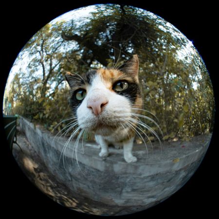 Άνδρας θα πληρώνει 250$ κάθε 3 μήνες για «διατροφή γάτας» μετά το διαζύγιο