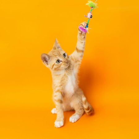 Πορτοκαλί γάτος καταδικάστηκε σε κατ' οίκον περιορισμό γιατί τραμπούκιζε πουλιά