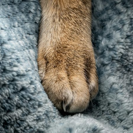 Κι όταν η ουρά σταμάτησε να κουνιέται, ο κόσμος έγινε πιο σκοτεινός