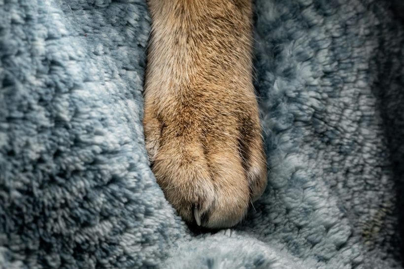 Κι όταν η ουρά σταμάτησε να κουνιέται, ο κόσμος έγινε πιο σκοτεινός