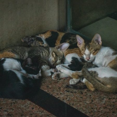 Ζευγάρι μεγάλωνε 51 γάτες στον Εύοσμο με σκοπό να τις καταναλώσει