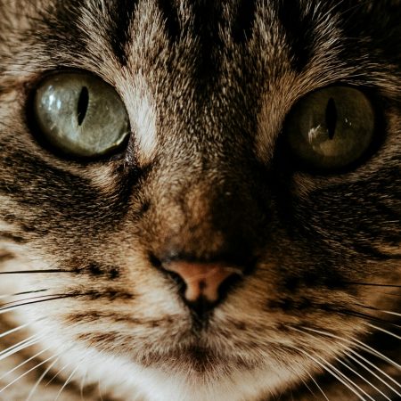 Ποιο είναι το πνευματικό ζώο που σου αντιστοιχεί και τι λέει για σένα