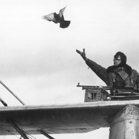 Πώς γνώριζαν τα ταχυδρομικά περιστέρια σε ποιον πρέπει να παραδώσουν το μήνυμα;