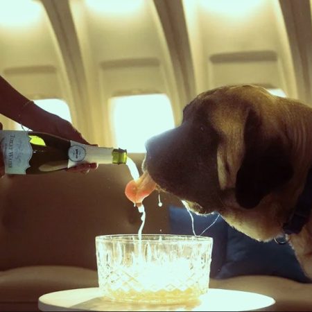 Η πρώτη αεροπορική που κάνει τον σκύλο σου VIP επιβάτη