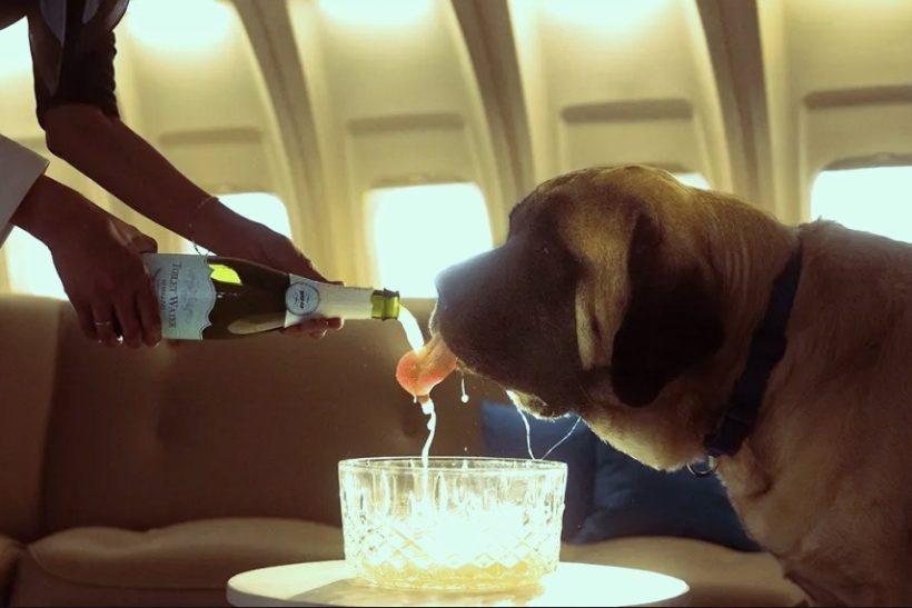 Η πρώτη αεροπορική που κάνει τον σκύλο σου VIP επιβάτη