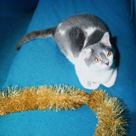 Το κατοικίδιό σου ζητά φροντίδα και δίνει παρέα, αγάπη και σταθερότητα