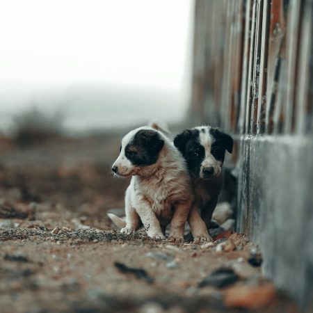 Tα σκυλιά που έχεις υιοθετήσει από τον δρόμο (σε) αγαπάνε διαφορετικά