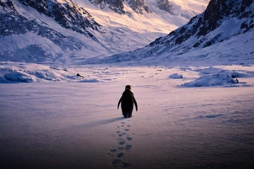 Γιατί το βίντεο με τον μοναχικό πιγκουίνο έχει κάνει όλο το ίντερνετ να κλαίει
