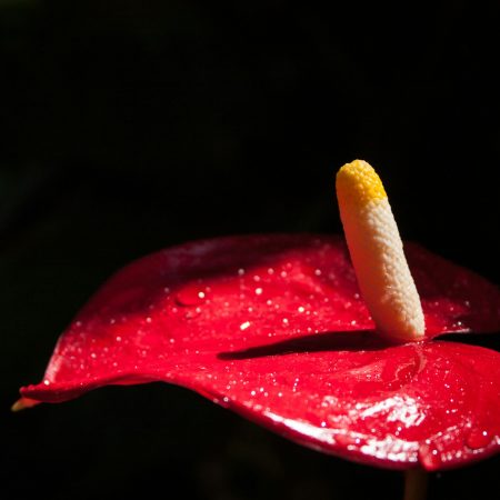 Podcast | Σ3ξ, ΛΟΑΤΚΙ+ κι όσα κρύβονται επιμελώς στα οικογενειακά τραπέζια