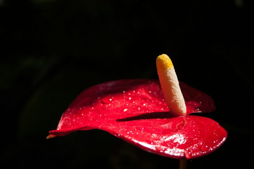 Podcast | Σ3ξ, ΛΟΑΤΚΙ+ κι όσα κρύβονται επιμελώς στα οικογενειακά τραπέζια