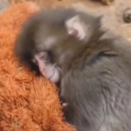 Μικρό μαϊμουδάκι αγκαλιάζει λούτρινο παιχνίδι μετά την απόρριψη από τη μαμά του