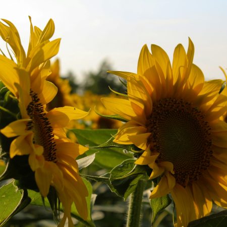 Sunflower Theory: Όταν χάνεται ο ήλιος, γίνε ηλιοτρόπιο για τους ανθρώπους σου
