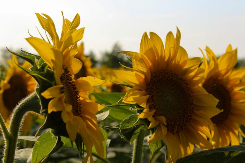 Sunflower Theory: Όταν χάνεται ο ήλιος, γίνε ηλιοτρόπιο για τους ανθρώπους σου