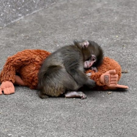 Podcast | O Punch, η απόρριψη και οι νόμοι της επιβίωσης