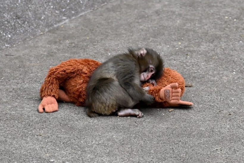 Podcast | O Punch, η απόρριψη και οι νόμοι της επιβίωσης