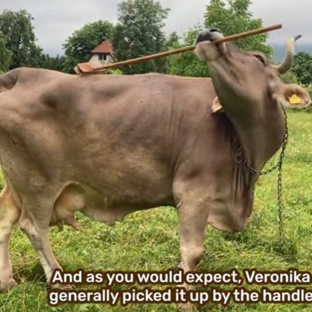 Tο πρώτο βοοειδές που χρησιμοποιεί εργαλείο κι επιλέγει ποιο μέρος θα αξιοποιήσει