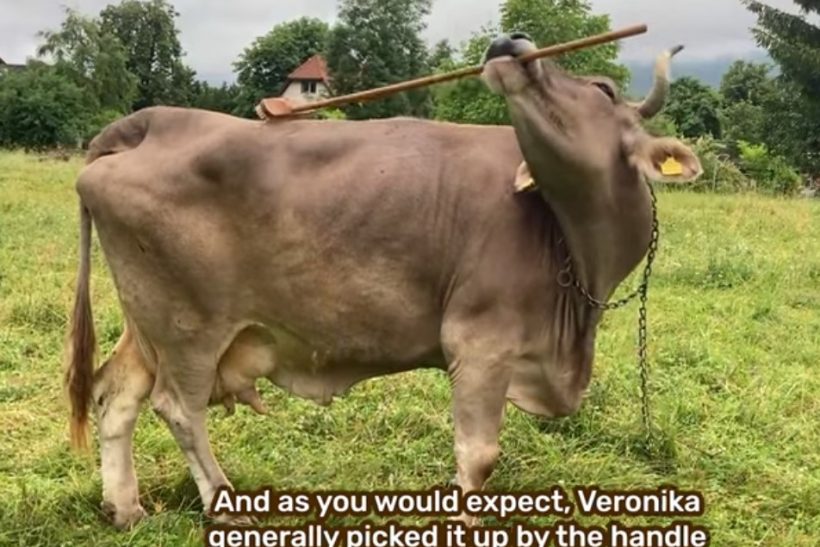 Tο πρώτο βοοειδές που χρησιμοποιεί εργαλείο κι επιλέγει ποιο μέρος θα αξιοποιήσει