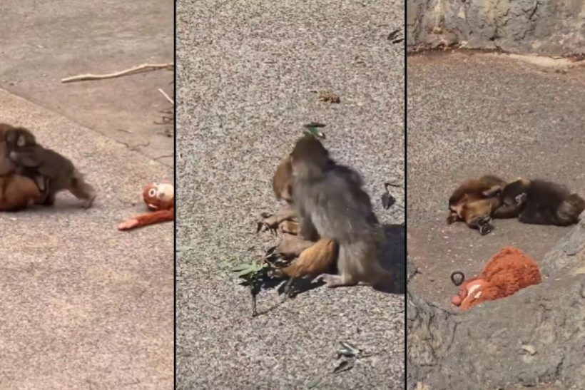 Ο μικρός Punch απέκτησε κοπέλα κι ο κόσμος έγινε λίγο πιο φωτεινός