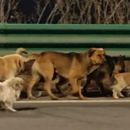 Κίνα: 7 σκυλιά το έσκασαν μαζί πριν τα φάνε και περπάτησαν 17 χλμ μέχρι το σπίτι τους