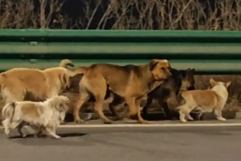 Κίνα: 7 σκυλιά το έσκασαν μαζί πριν τα φάνε και περπάτησαν 17 χλμ μέχρι το σπίτι τους