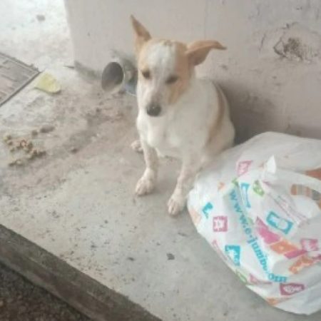 Λεμεσός: Σκυλάκι παρατημένο σε στάση λεωφορείου με τα παιχνίδια του περίμενε να επιστρέψουν