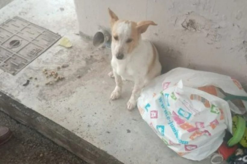 Λεμεσός: Σκυλάκι παρατημένο σε στάση λεωφορείου με τα παιχνίδια του περίμενε να επιστρέψουν