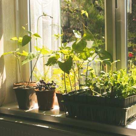 10 απλά βήματα για να καλλιεργήσεις τα δικά σου λαχανικά στο μπαλκόνι