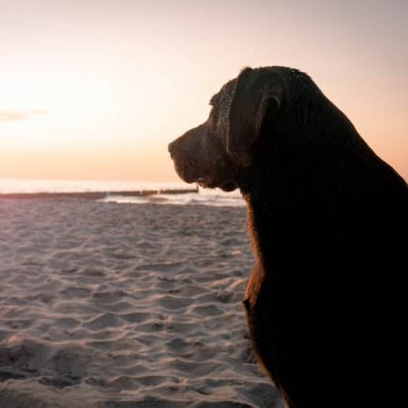 Στα Χανιά, μια σκυλίτσα πάει κάθε μέρα μόνη της τη βόλτα που πήγαινε μαζί με τον άνθρωπό της