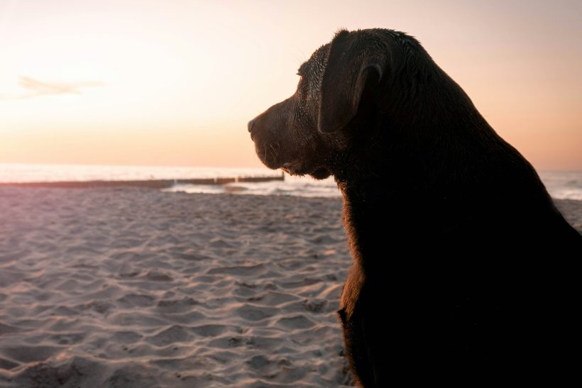 Στα Χανιά, μια σκυλίτσα πάει κάθε μέρα μόνη της τη βόλτα που πήγαινε μαζί με τον άνθρωπό της