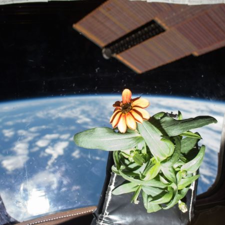 Αυτή είναι η ζίννια, το πρώτο λουλούδι που άνθισε ποτέ στο διάστημα