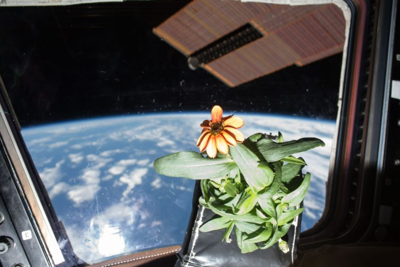 Αυτή είναι η ζίννια, το πρώτο λουλούδι που άνθισε ποτέ στο διάστημα