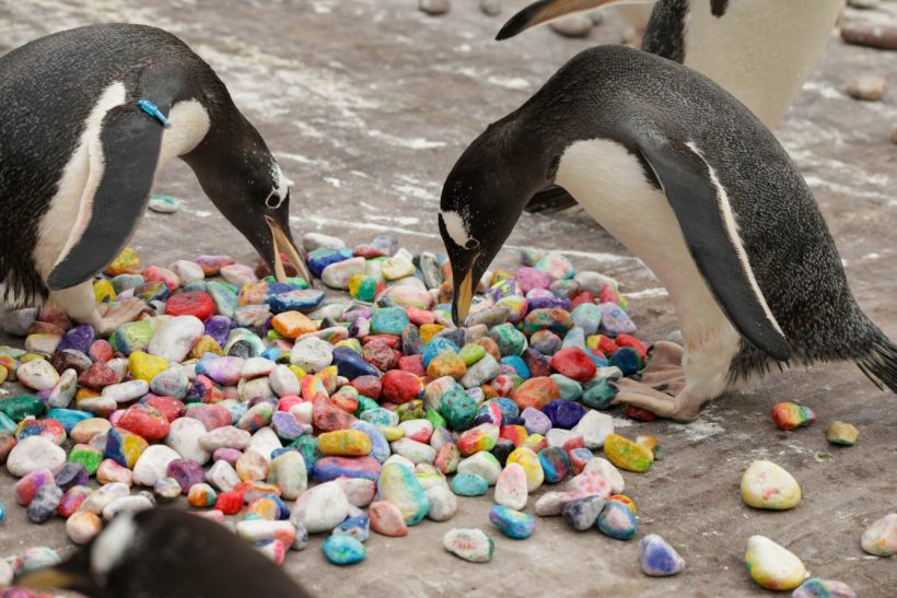 Νοσηλευόμενα παιδιά χρωμάτισαν βότσαλα για να τα δώσουν πιγκουίνοι στα ταίρια τους