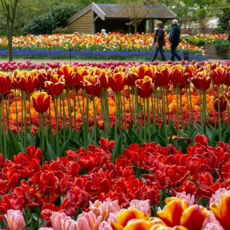 Oι Κήποι του Κεουκενχόφ άνοιξαν με 7 εκατομμύρια τουλίπες