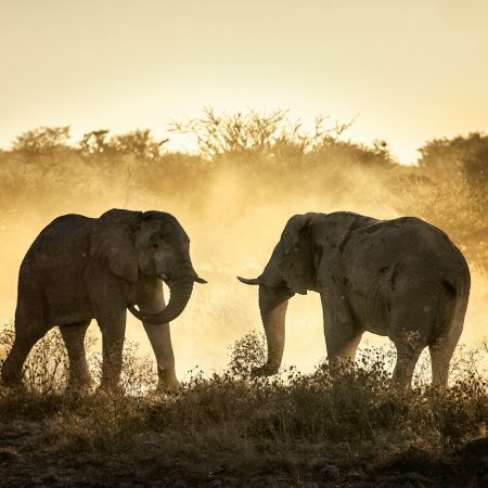 Μillionaire έδωσε 40Κ για να σkoτώσει ζώα σε σαφάρι και τελικά τον σkότωσαν ελέφαντες