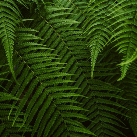 Γιατί δεν μπορείς (κυριολεκτικά) να νιώθεις άγχος κοιτώντας μία φτέρη;