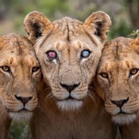 Τυφλή λέαινα έζησε στη ζούγκλα επειδή οι κόρες της δεν την αφήσαν στη μοίρα της