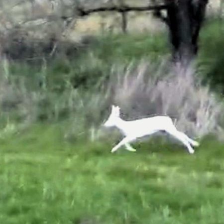Στην Ημαθία καταγράφηκε σπάνιο λευκό ζαρκάδι