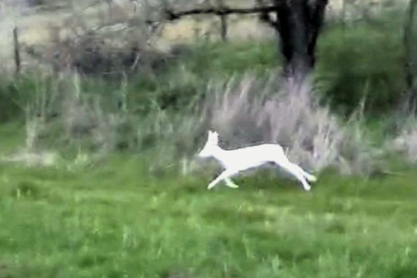 Στην Ημαθία καταγράφηκε σπάνιο λευκό ζαρκάδι