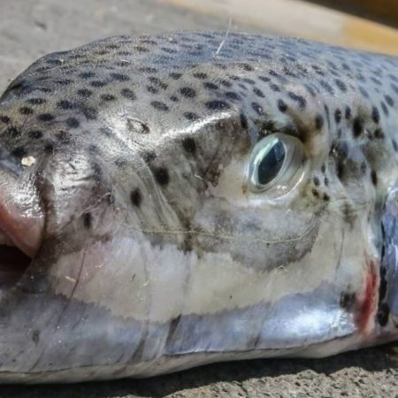 Τι να κάνεις αν σε δαγκώσει λαγοκέφαλος (μιας που γέμισαν οι ελληνικές θάλασσες)